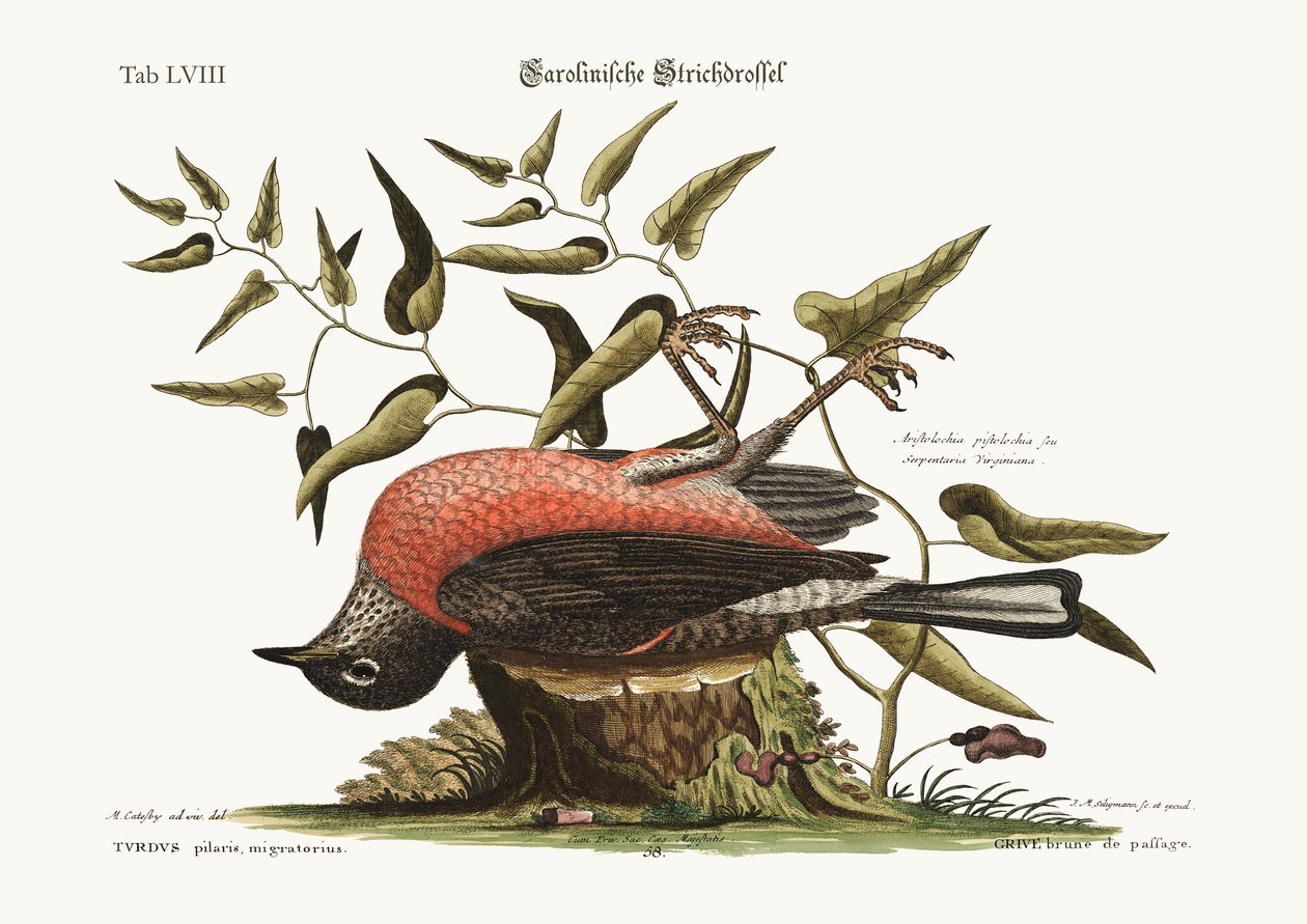 O Fieldfare de Carolina, 1749-73 de Mark Catesby