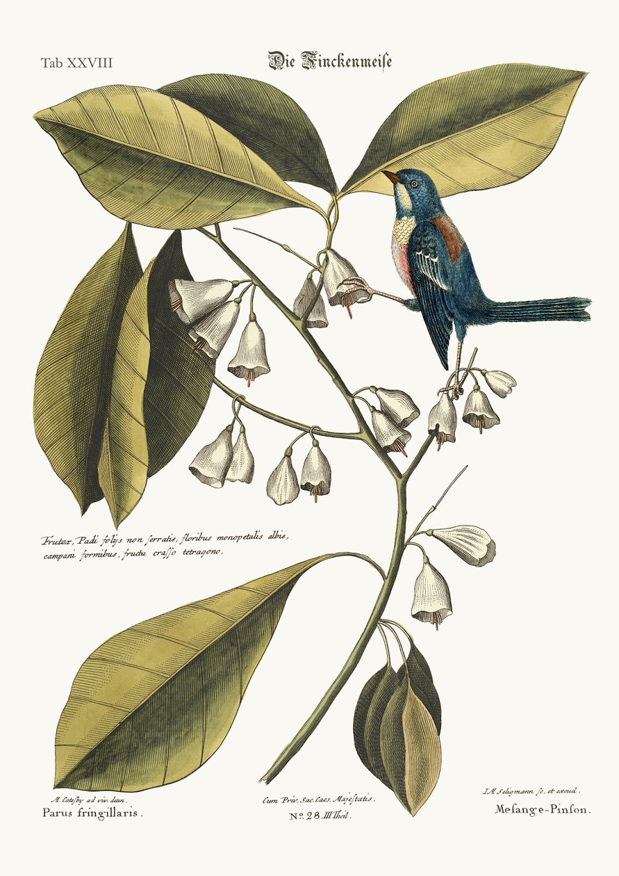 The Finch-Creeper, 1749-73 de Mark Catesby
