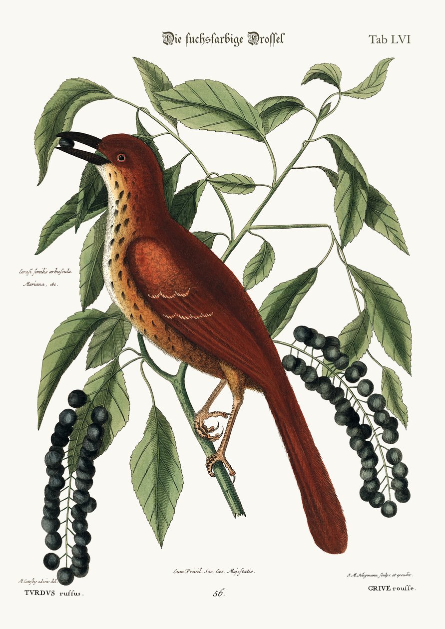 O Fox coloriu o Thrush, 1749-73 de Mark Catesby