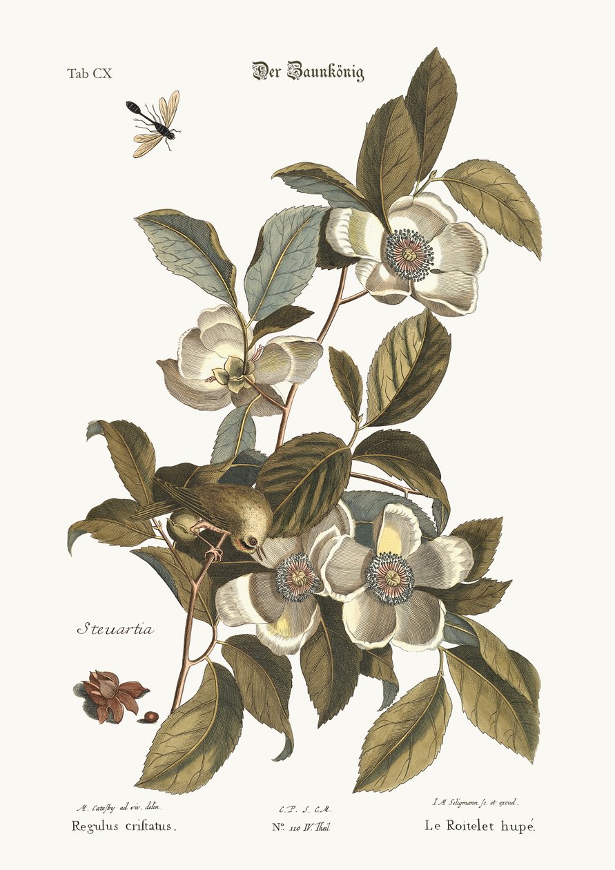 A Wren-de-crista-dourada, 1749-73 de Mark Catesby