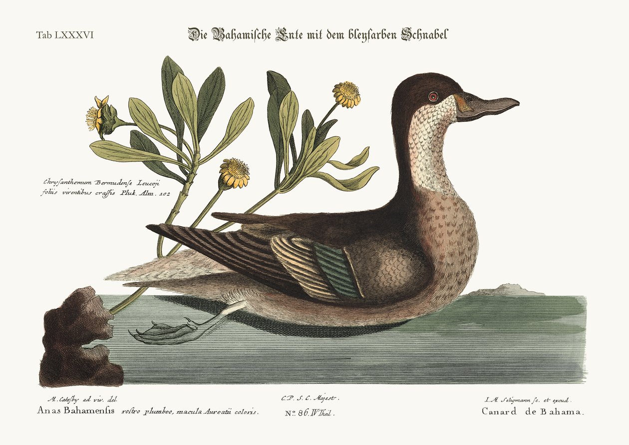 O pato de Ilathera, 1749-73 de Mark Catesby