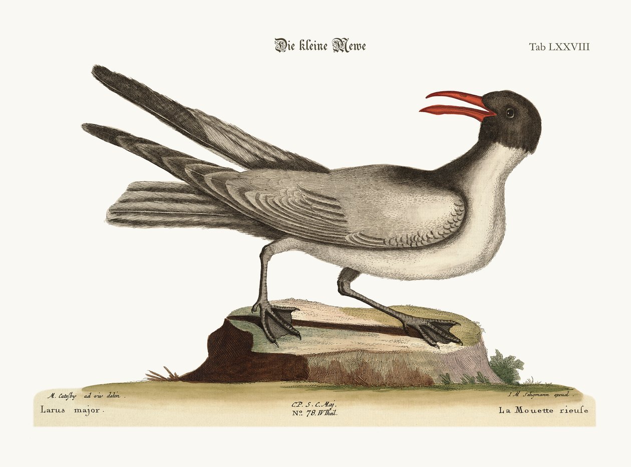 A gaivota de riso, 1749-73 de Mark Catesby