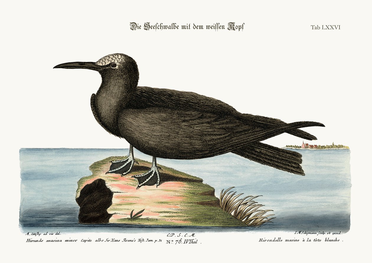 O Noddy, 1749-73 de Mark Catesby