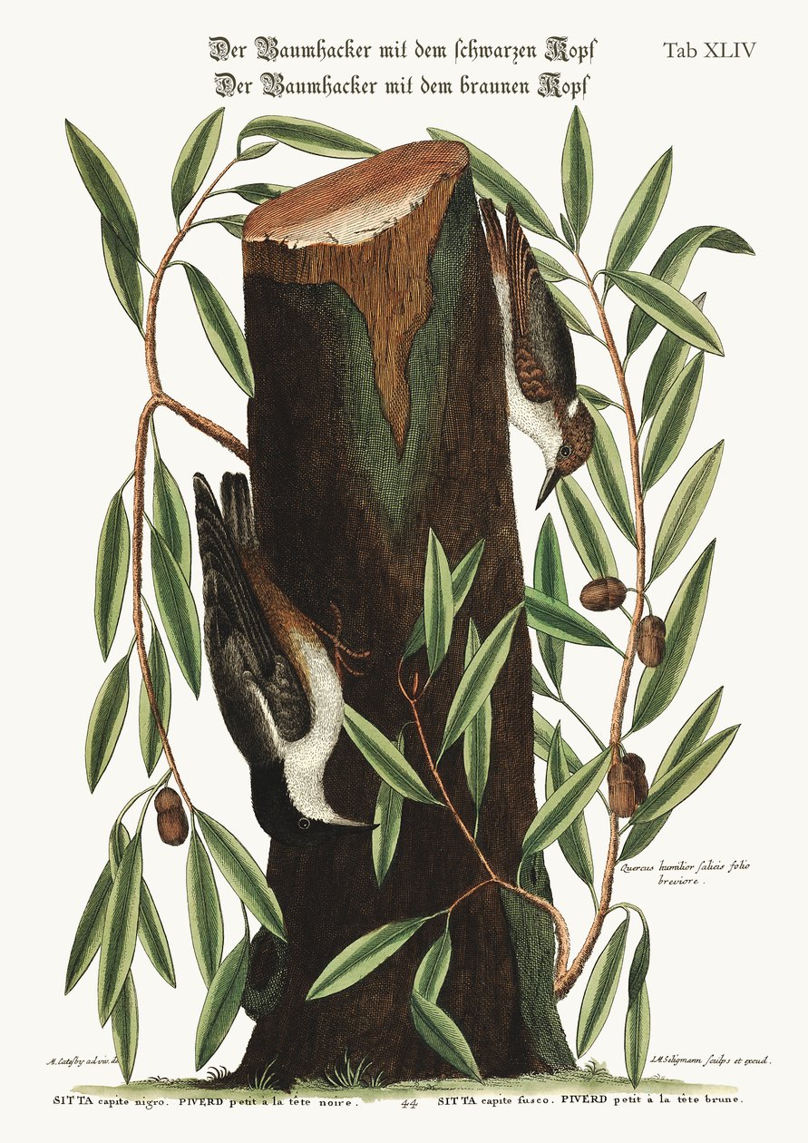 O Nuthatch. O pequeno Nuthatch, 1749-73 de Mark Catesby