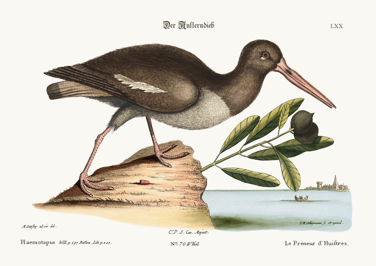 O apanhador de ostras, 1749-73 de Mark Catesby