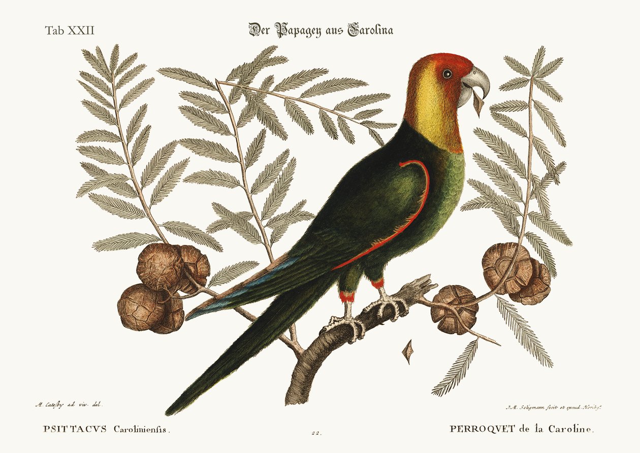 O papagaio de Carolina, 1749-73 de Mark Catesby
