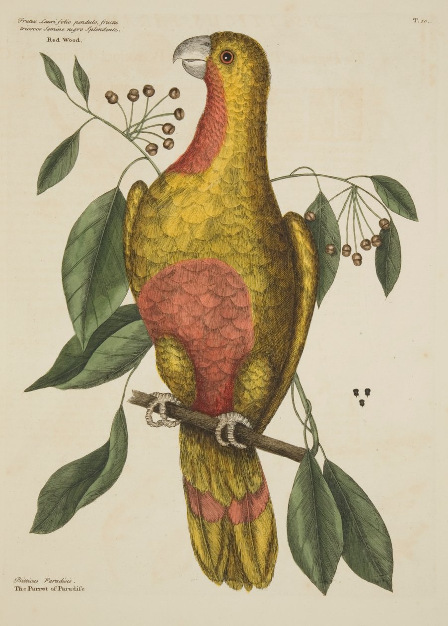 "O papagaio do paraíso", da história natural da Carolina, Flórida e as Ilhas Bahamas, 1731 de Mark Catesby
