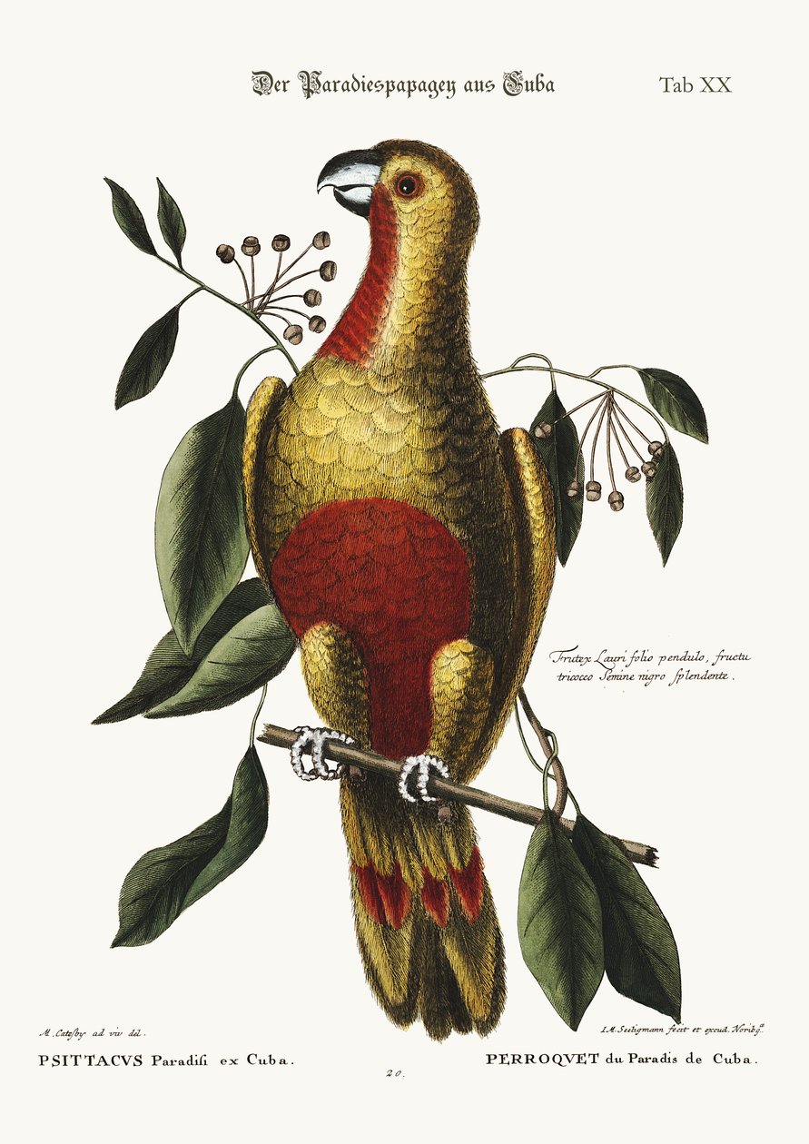 O papagaio do paraíso de Cuba, 1749-73 de Mark Catesby
