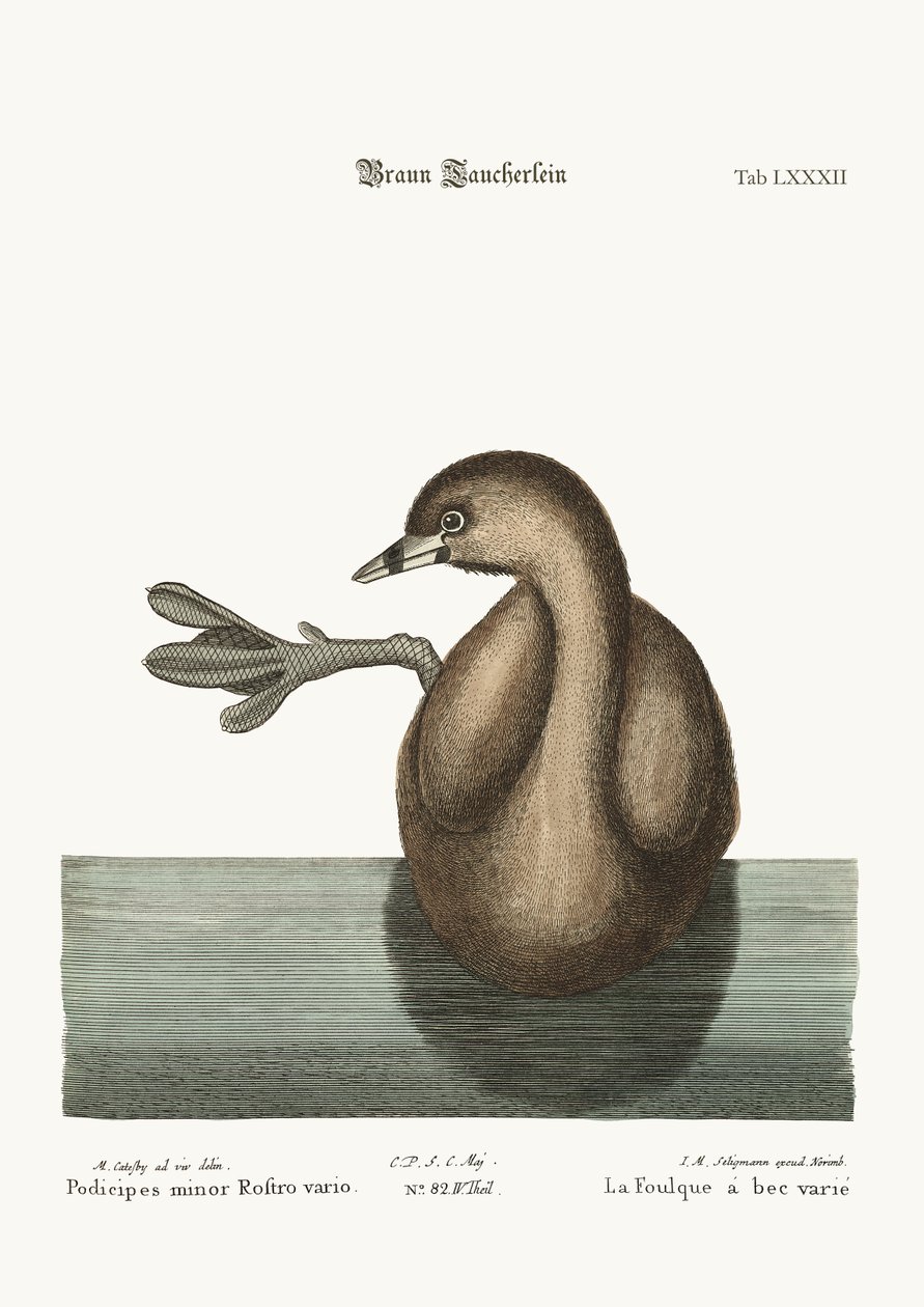 O Pied-Bill Dobchick, 1749-73 de Mark Catesby
