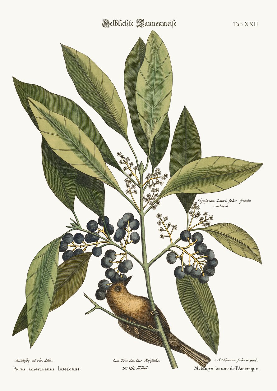 The Pine-Creeper, 1749-73 de Mark Catesby