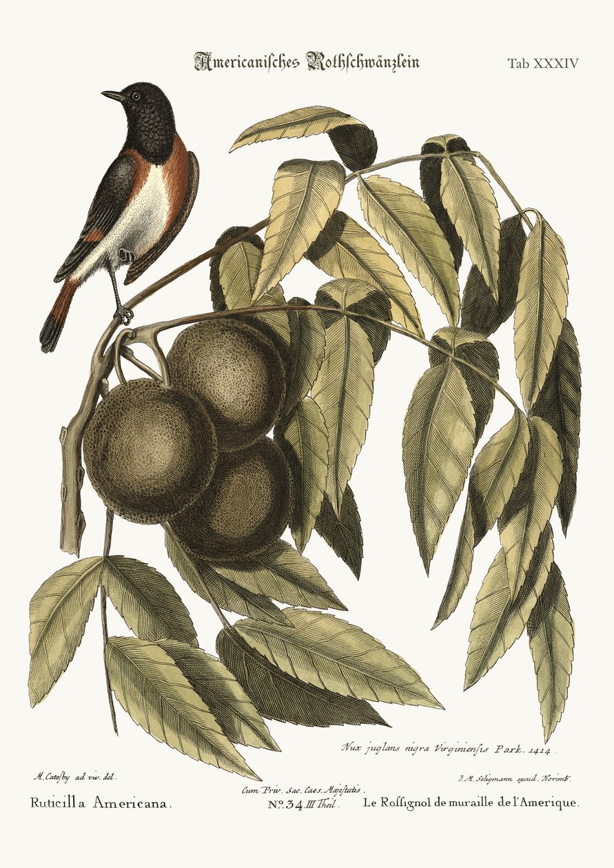 O Redstart, 1749-73 de Mark Catesby