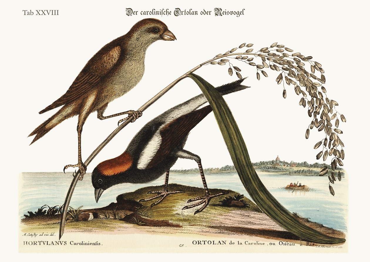 O Arroz-Pássaro, 1749-73 de Mark Catesby