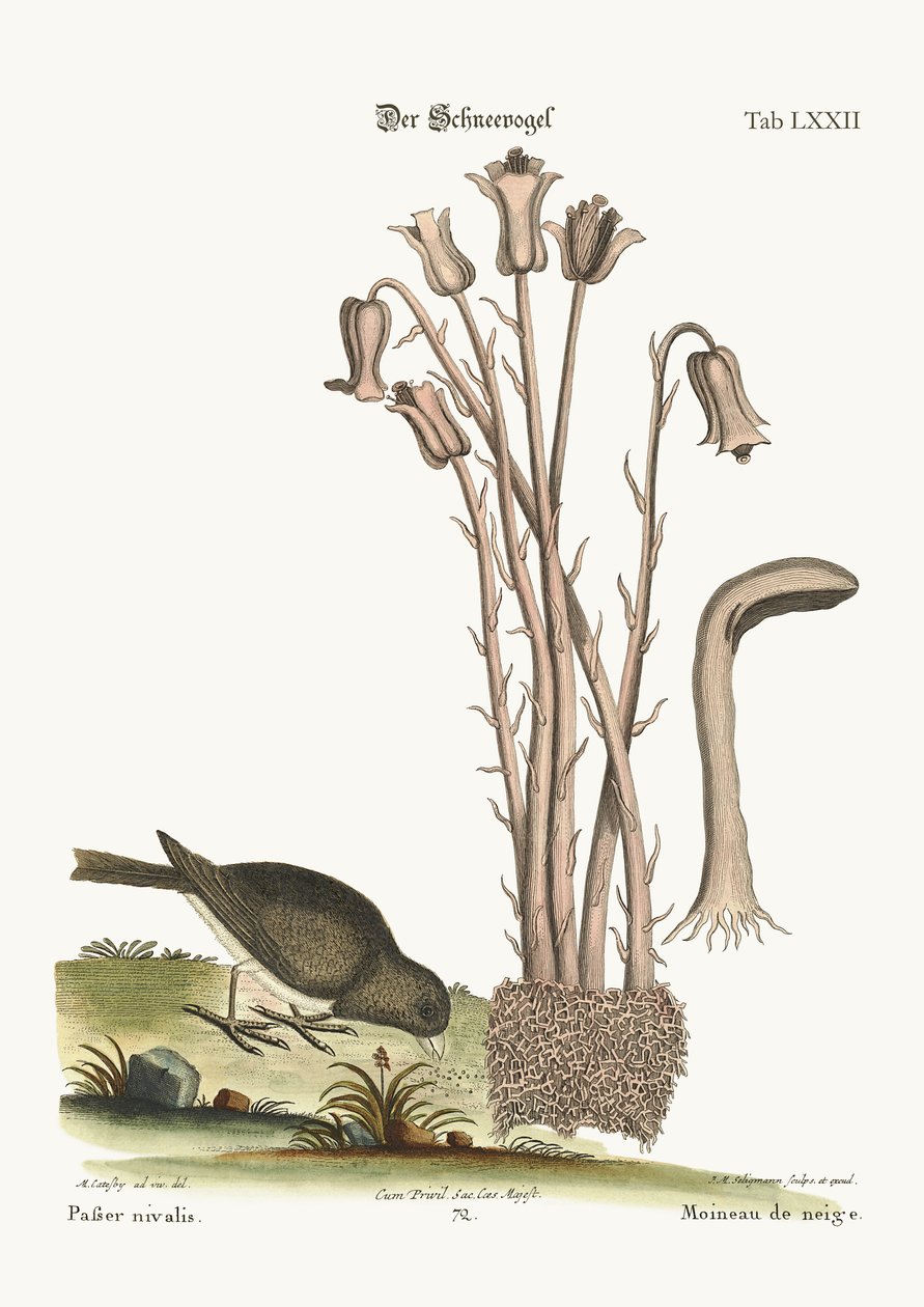 O Pássaro da Neve, 1749-73 de Mark Catesby