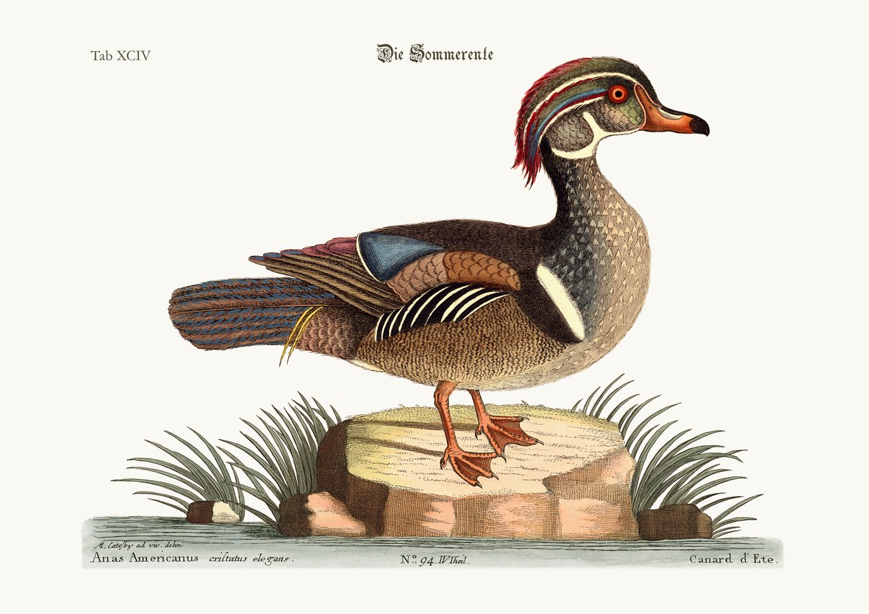 O pato do verão, 1749-73 de Mark Catesby