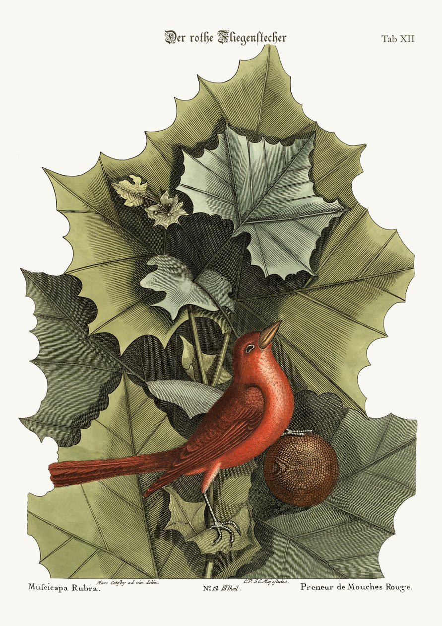 O Verão Vermelho-Pássaro, 1749-73 de Mark Catesby