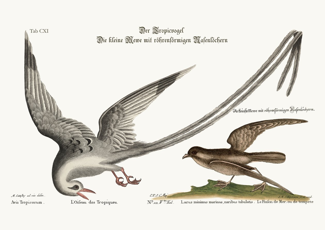 O pássaro de Tropick. A tempestade-Finck ou Pittrel, 1749-73 de Mark Catesby