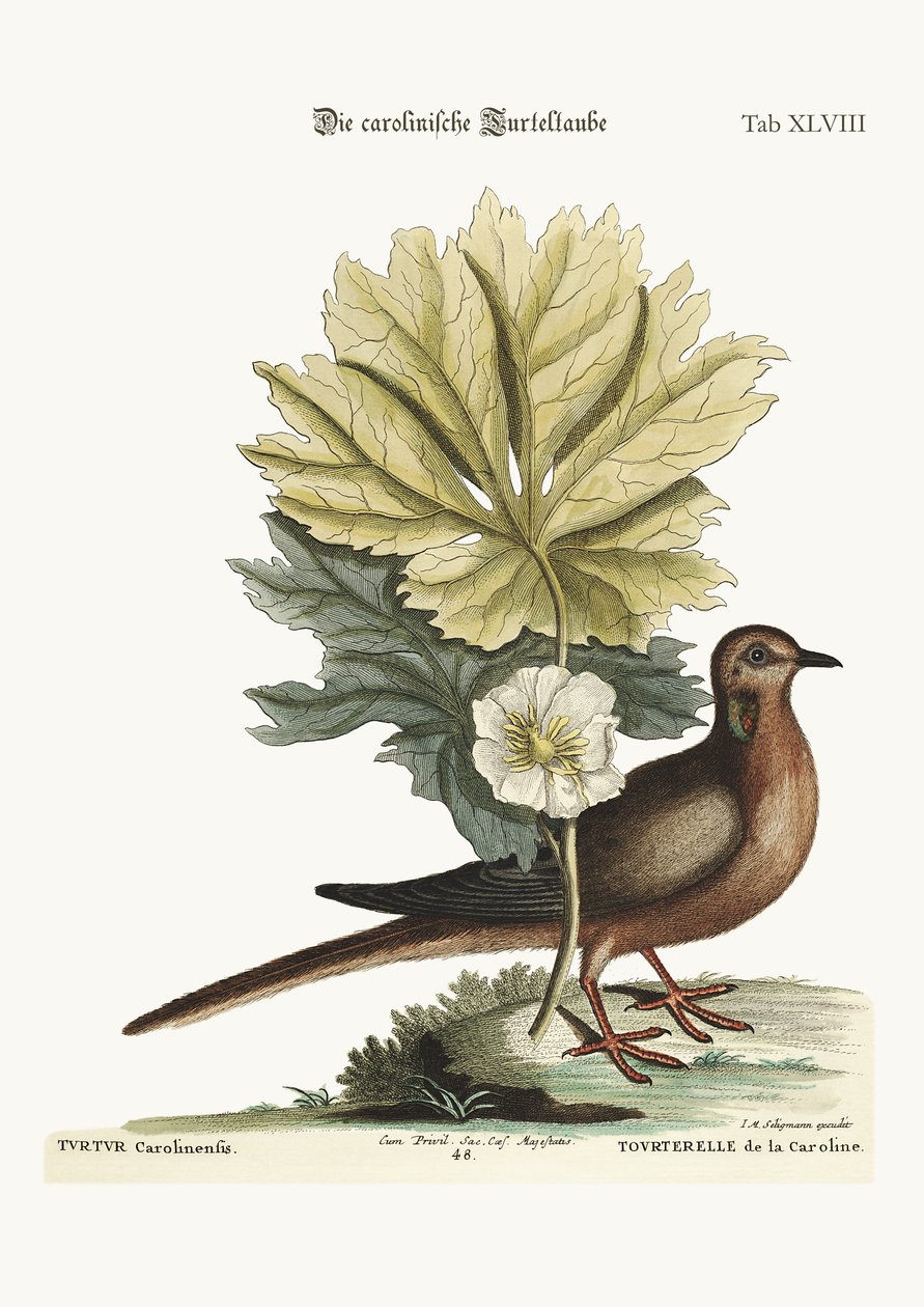 A tartaruga da Carolina, 1749-73 de Mark Catesby