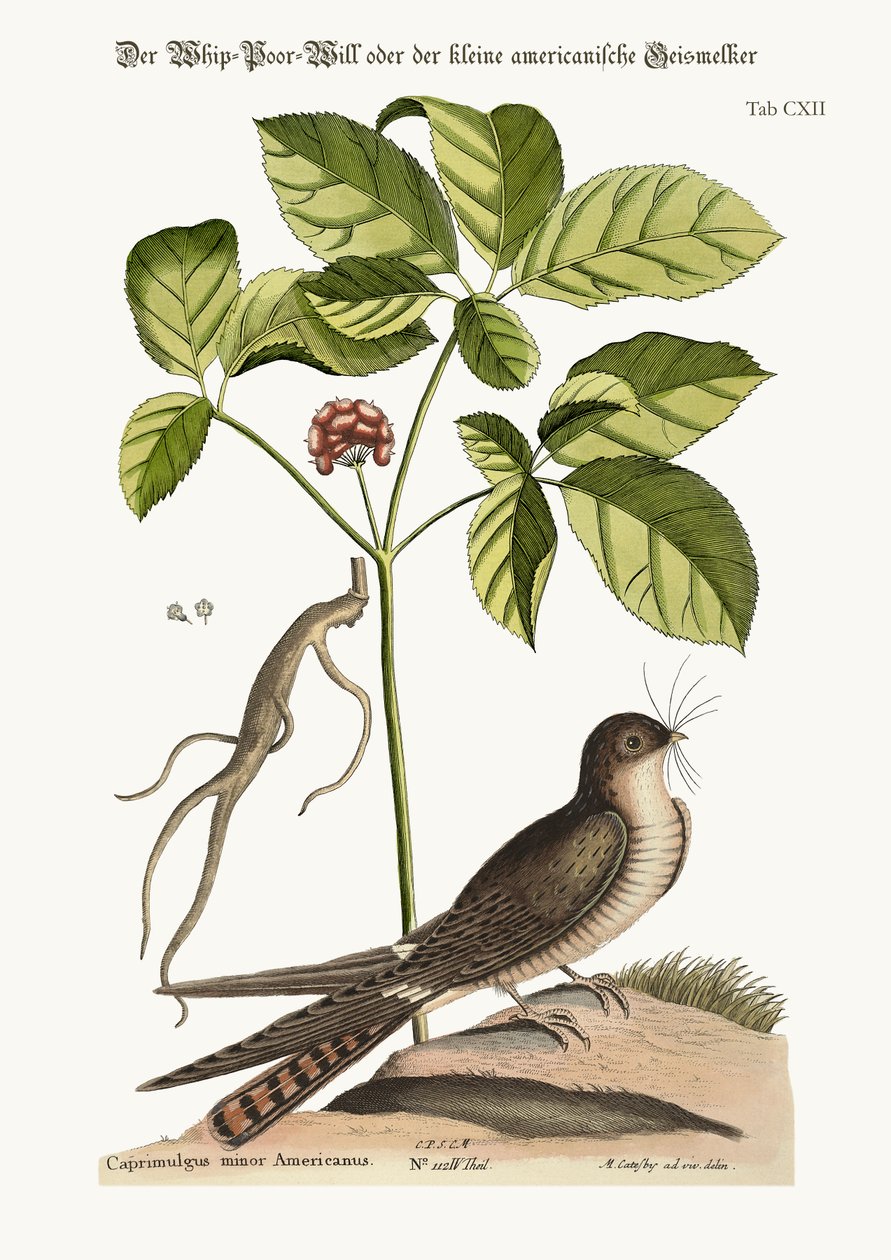 O chicote-pobre-vontade, 1749-73 de Mark Catesby