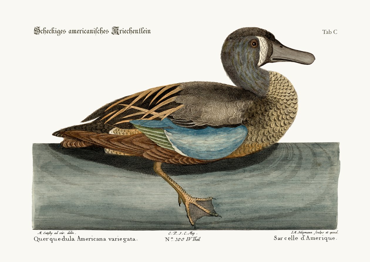 O Teal da Cara Branca, 1749-73 de Mark Catesby