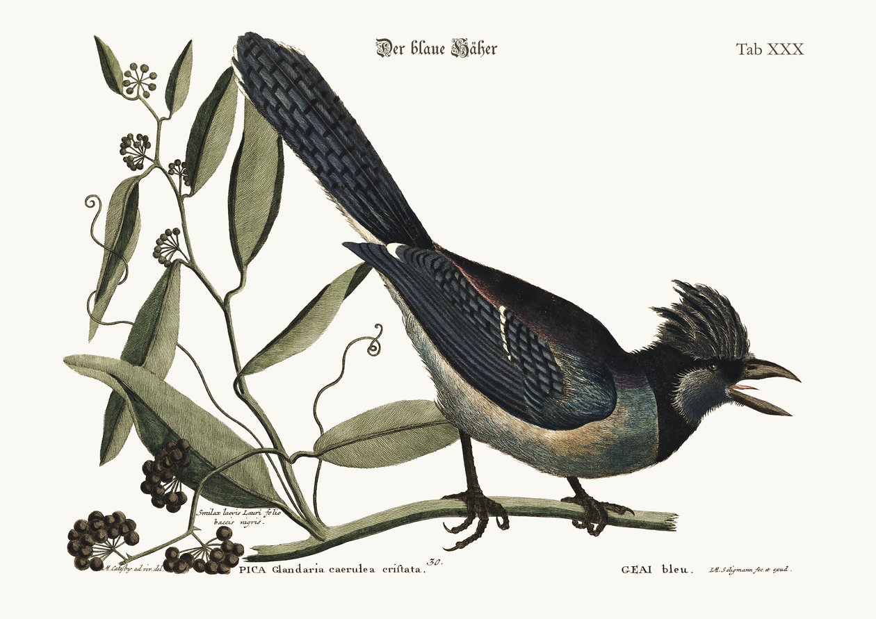 O Jay azul, 1749-73 de Mark Catesby