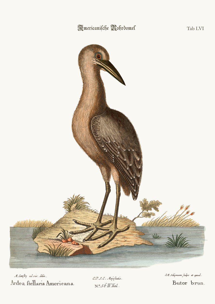 A água-mãe marrom, 1749-73 de Mark Catesby