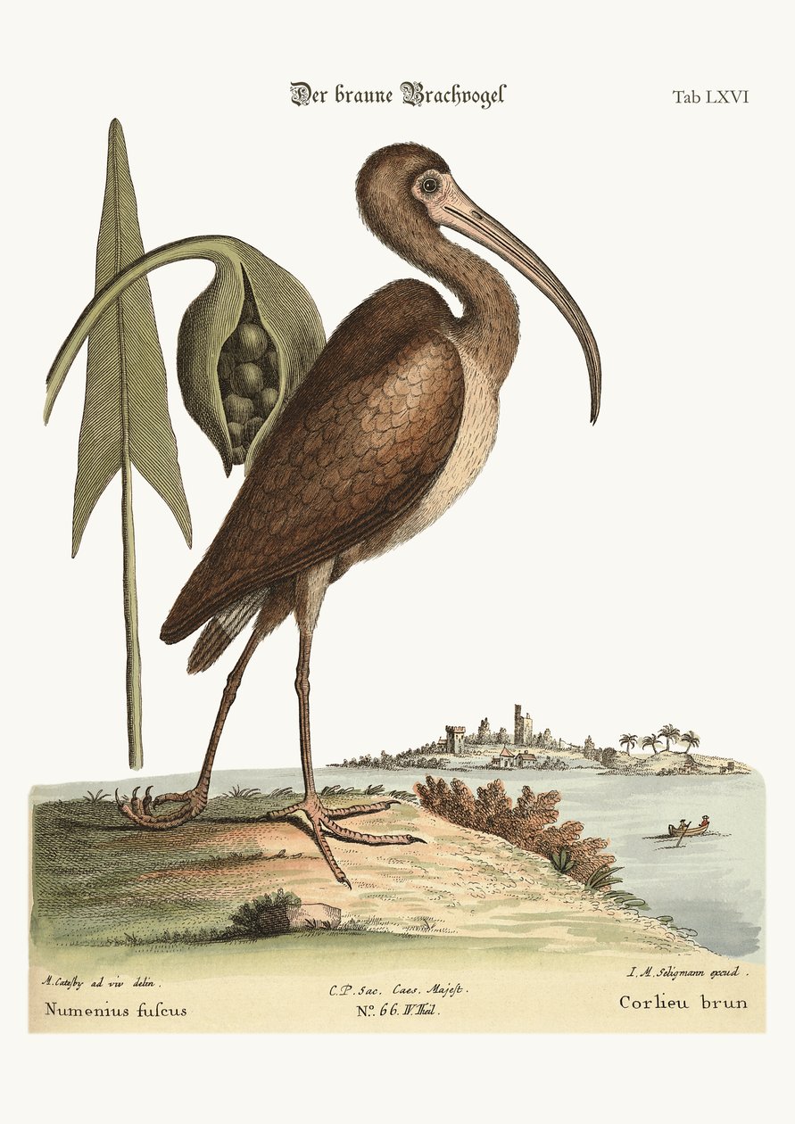 O maçarico marrom, 1749-73 de Mark Catesby