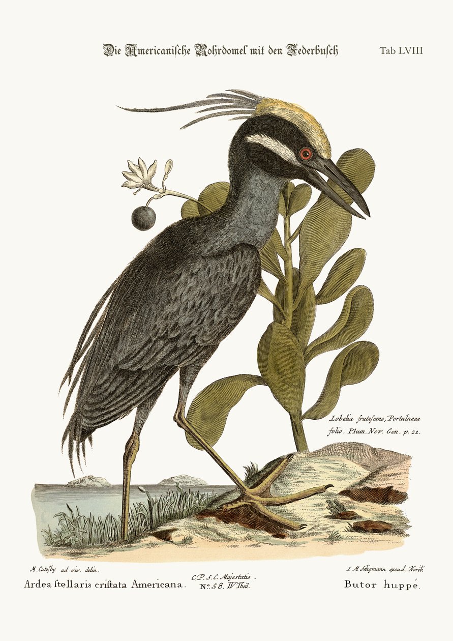 O Crista de Crista, 1749-73 de Mark Catesby