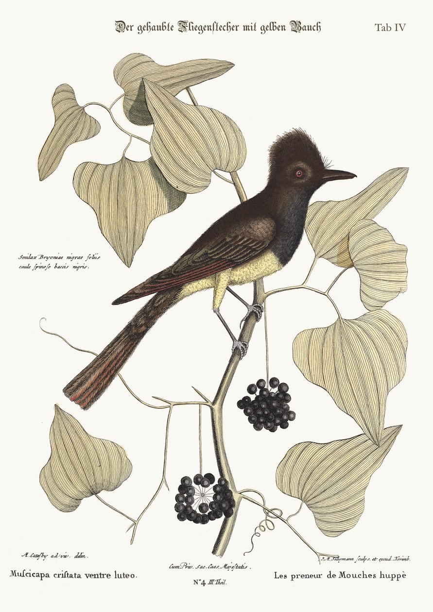 O Flycatcher de crista, 1749-73 de Mark Catesby