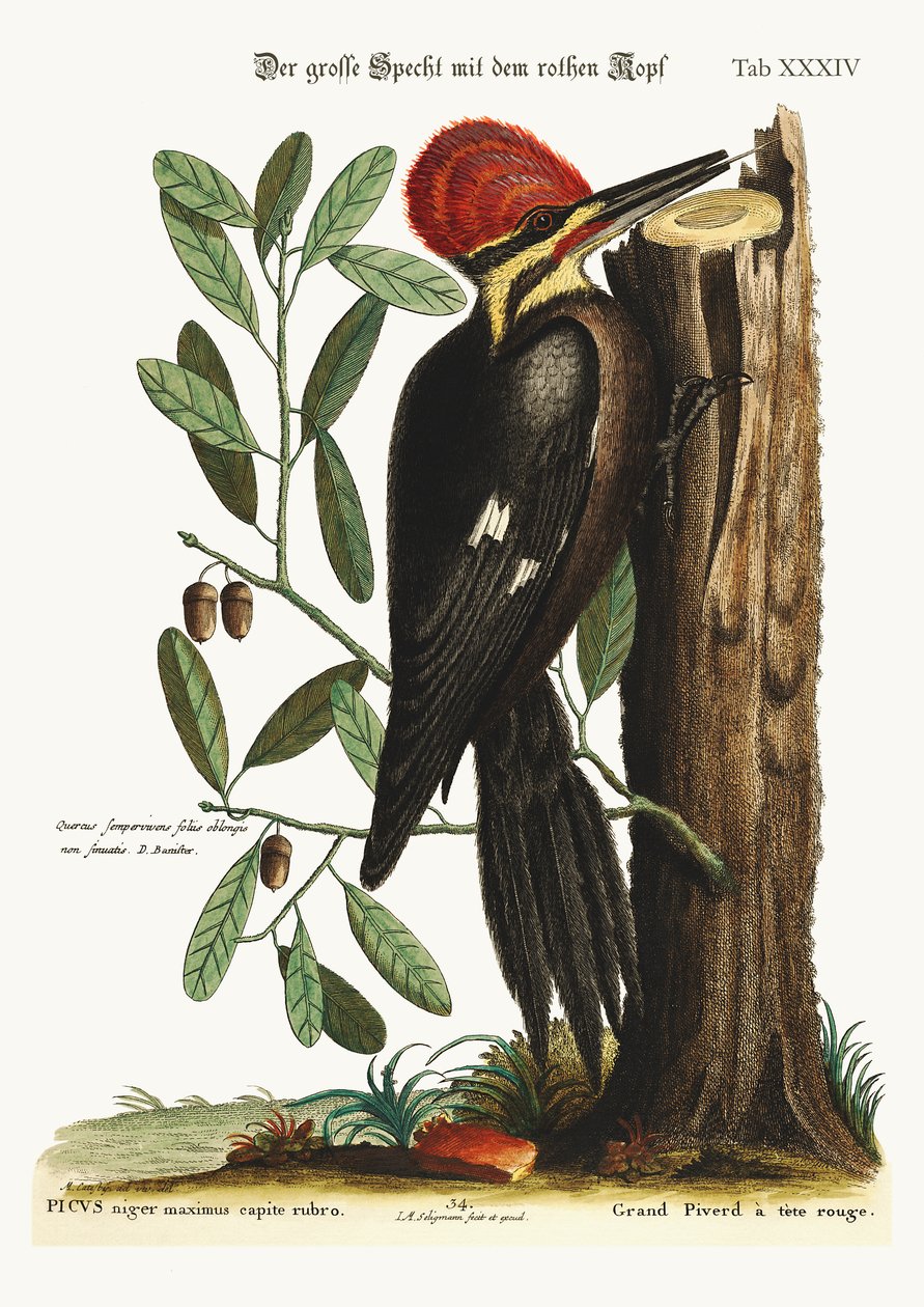 O maior pica-pau-de-topete-vermelho, 1749-73 de Mark Catesby