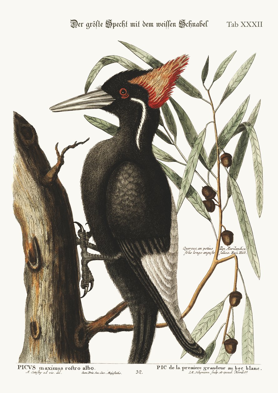 O maior pica-pau branco, 1749-73 de Mark Catesby