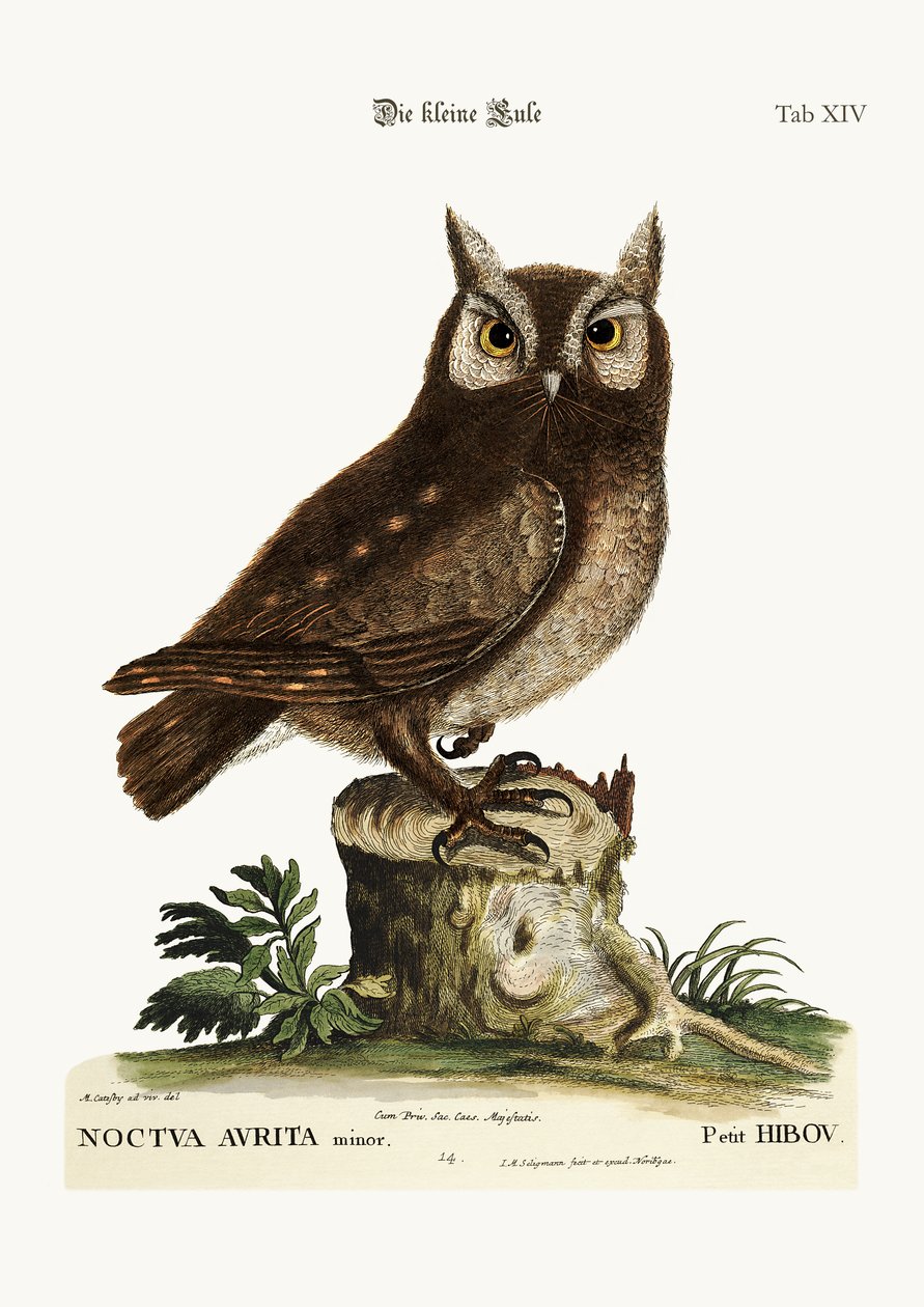 A coruja pequena, 1749-73 de Mark Catesby