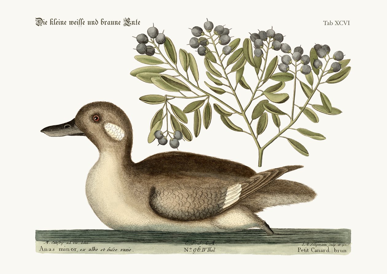 O pequeno pato marrom, 1749-73 de Mark Catesby