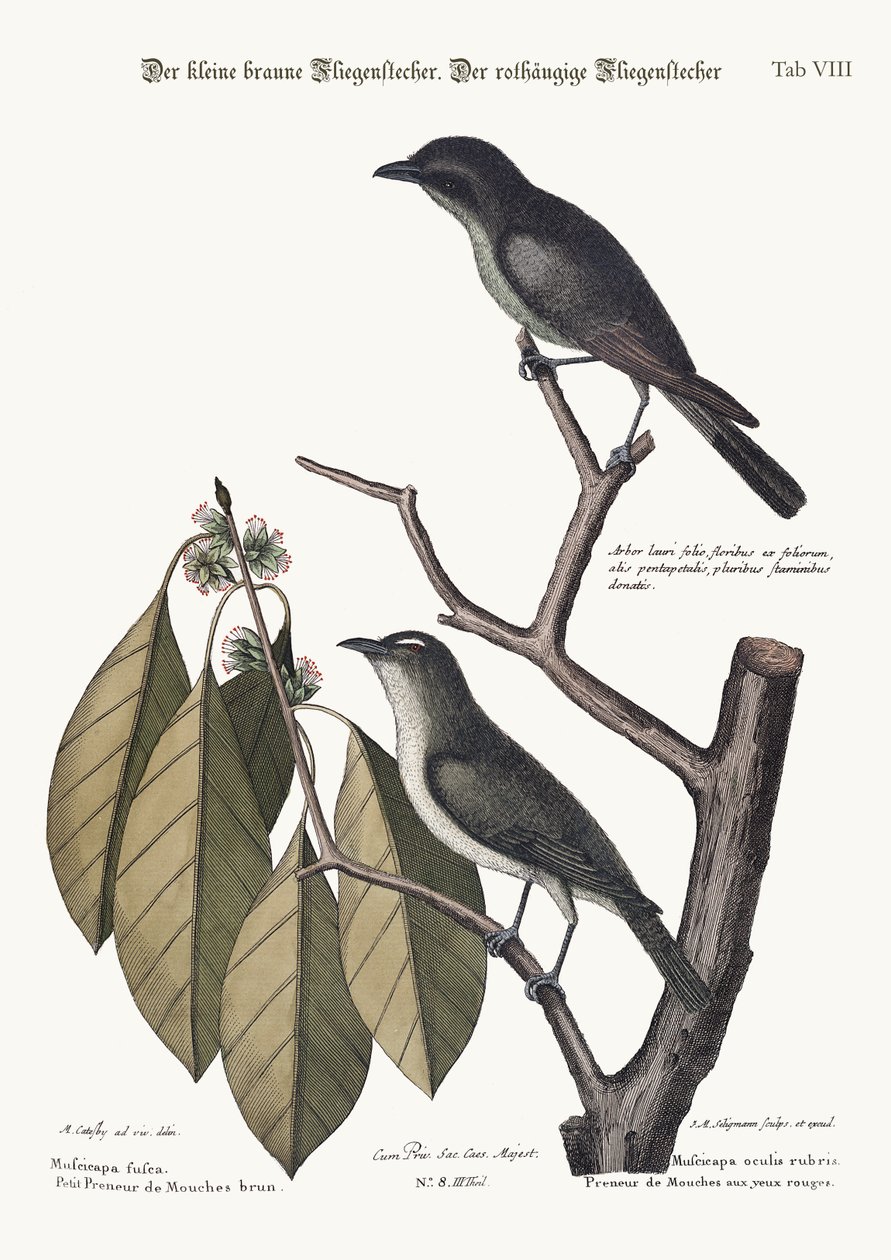 O pequeno Flycatcher marrom. O Flycatcher de olhos vermelhos, 1749-73 de Mark Catesby