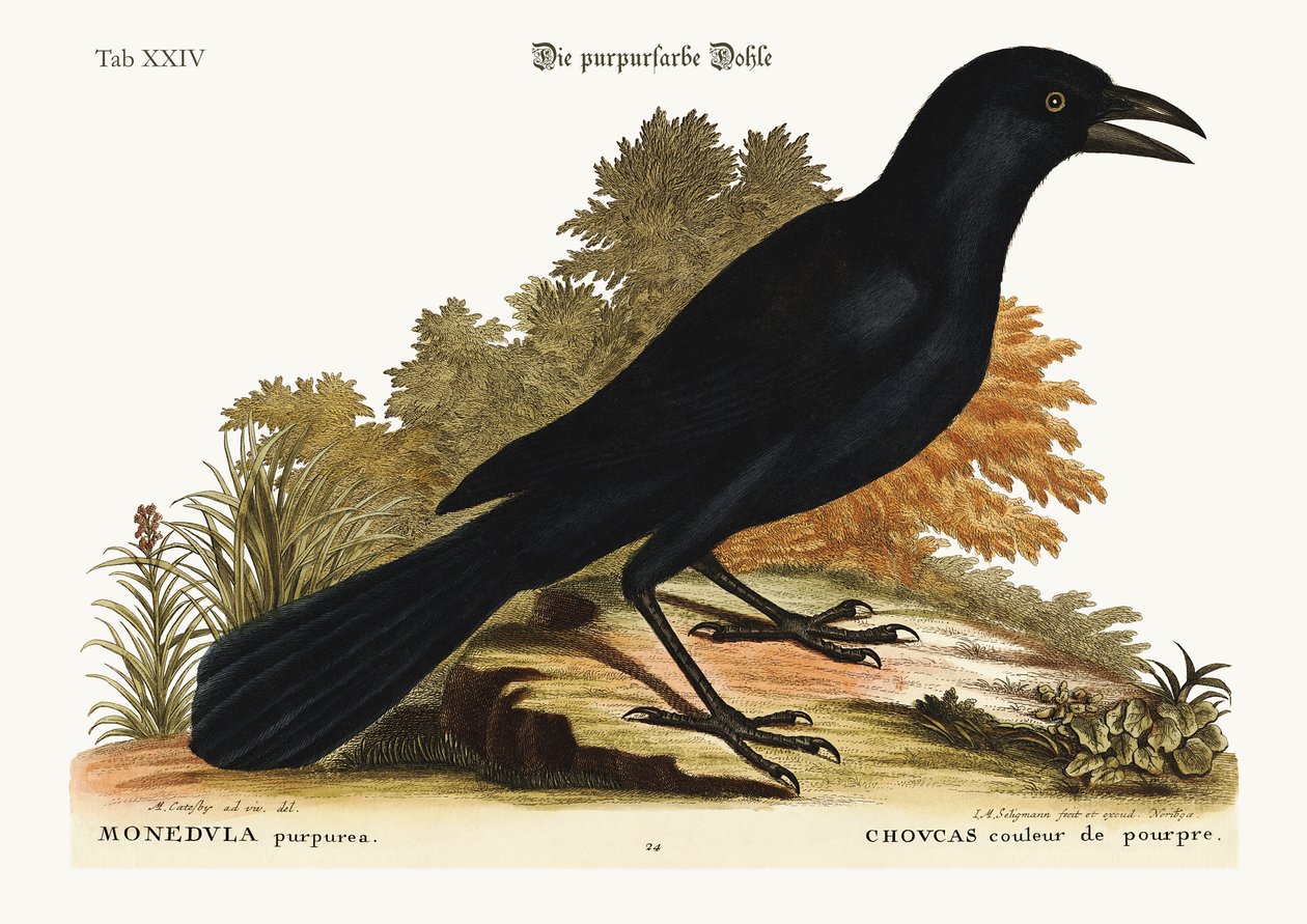 O roxo Jack-Daw, 1749-73 de Mark Catesby