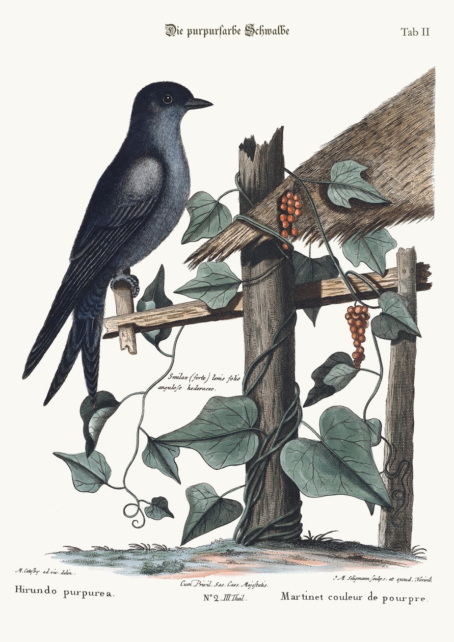 O roxo Martin, 1749-73 de Mark Catesby