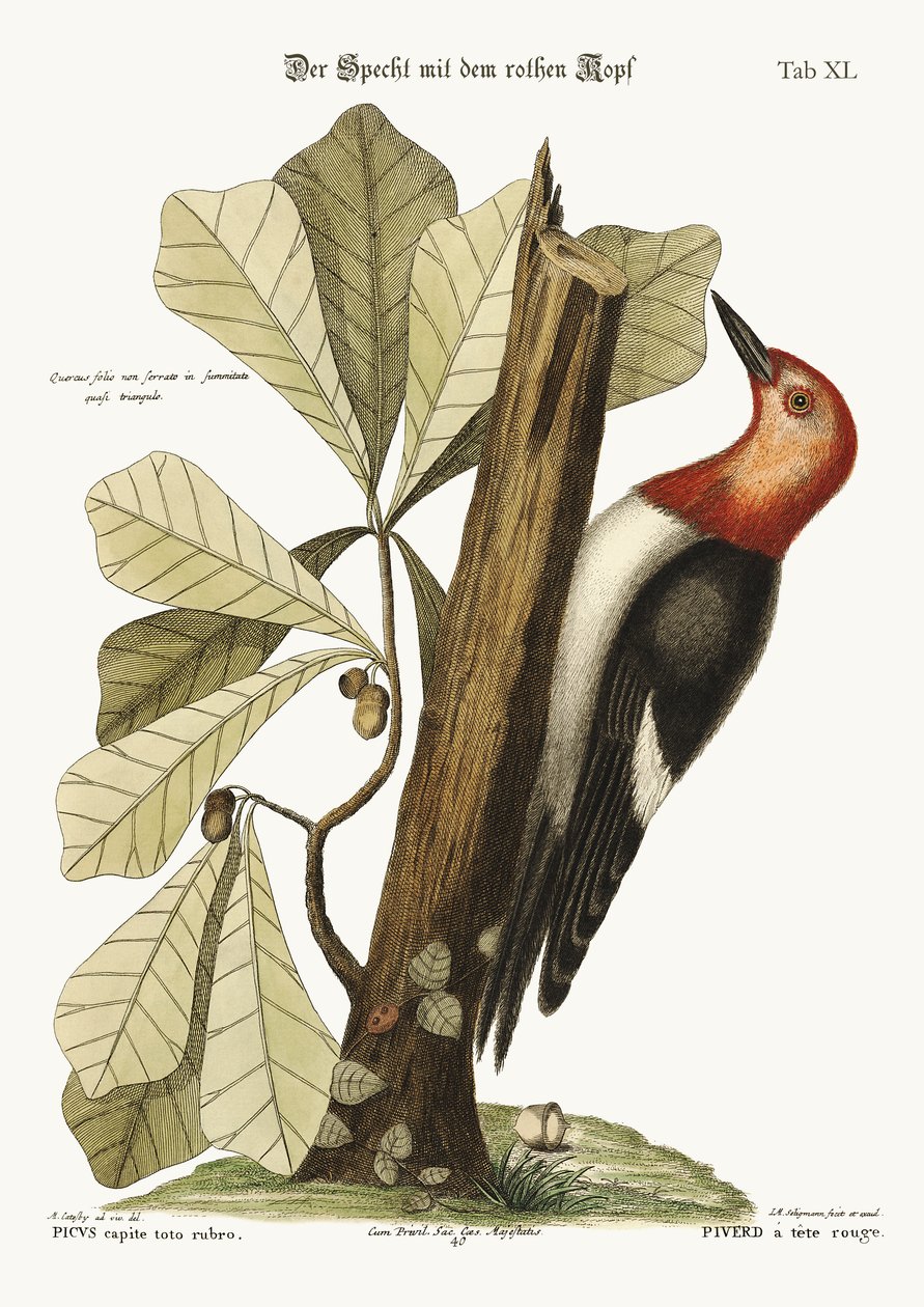 O pica-pau-ruivo, 1749-73 de Mark Catesby