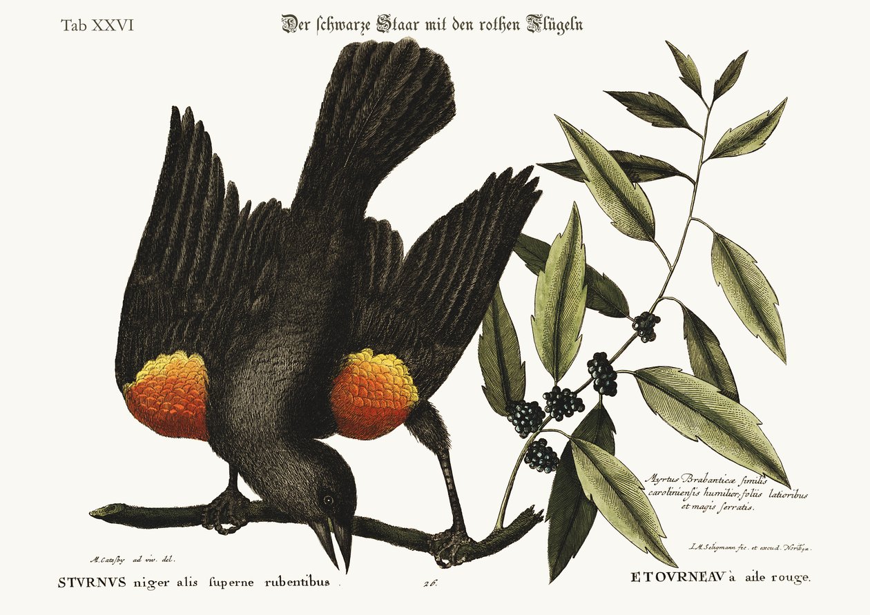 O Estorninho-de-asa-vermelha, 1749-73 de Mark Catesby