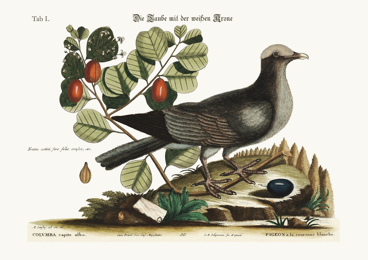 O Pombo Branco-coroado, 1749-73 de Mark Catesby