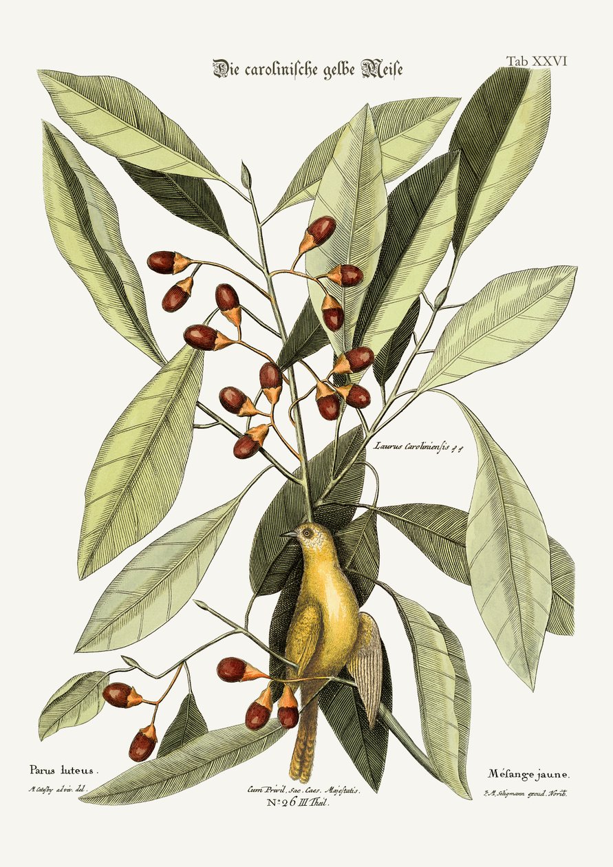 O Titmouse amarelo, 1749-73 de Mark Catesby