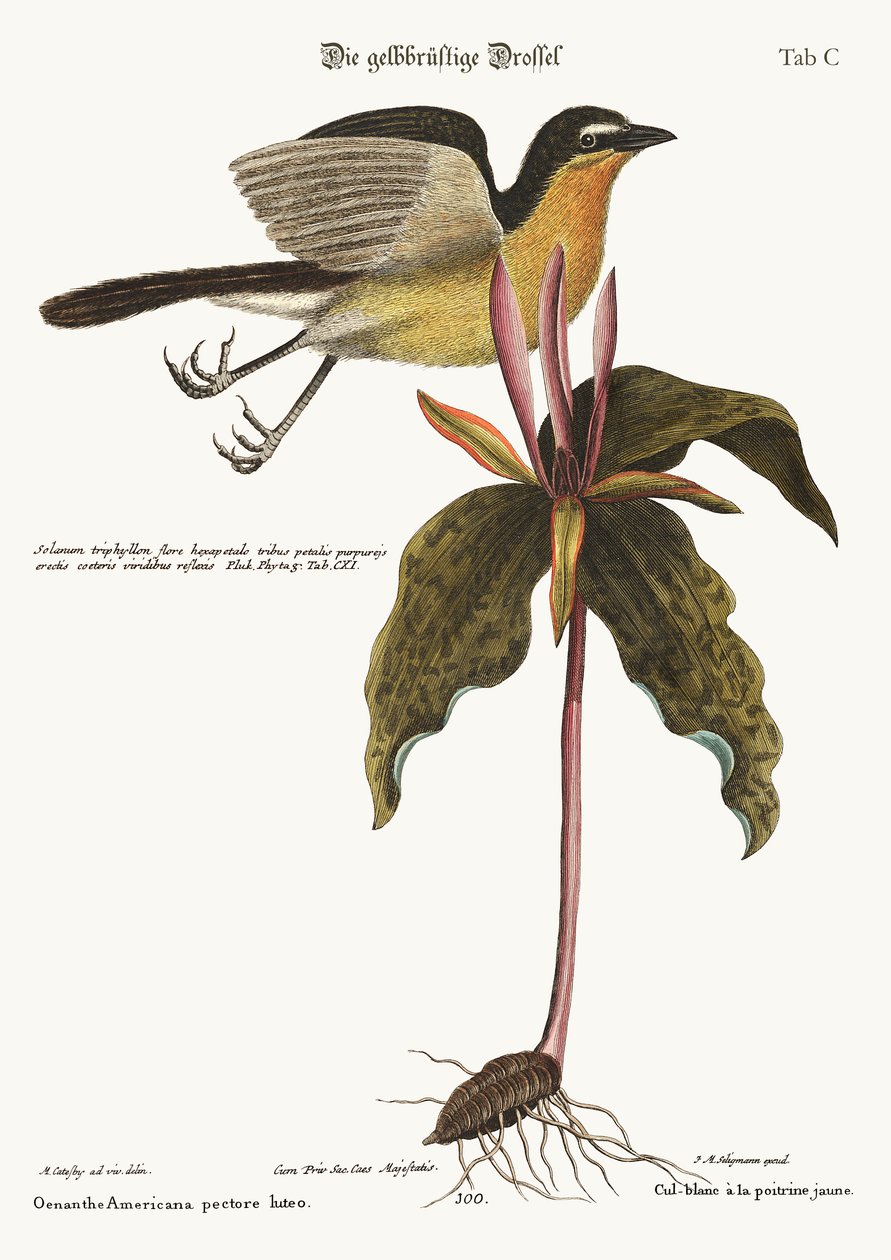 O chat do peito amarelo, 1749-73 de Mark Catesby