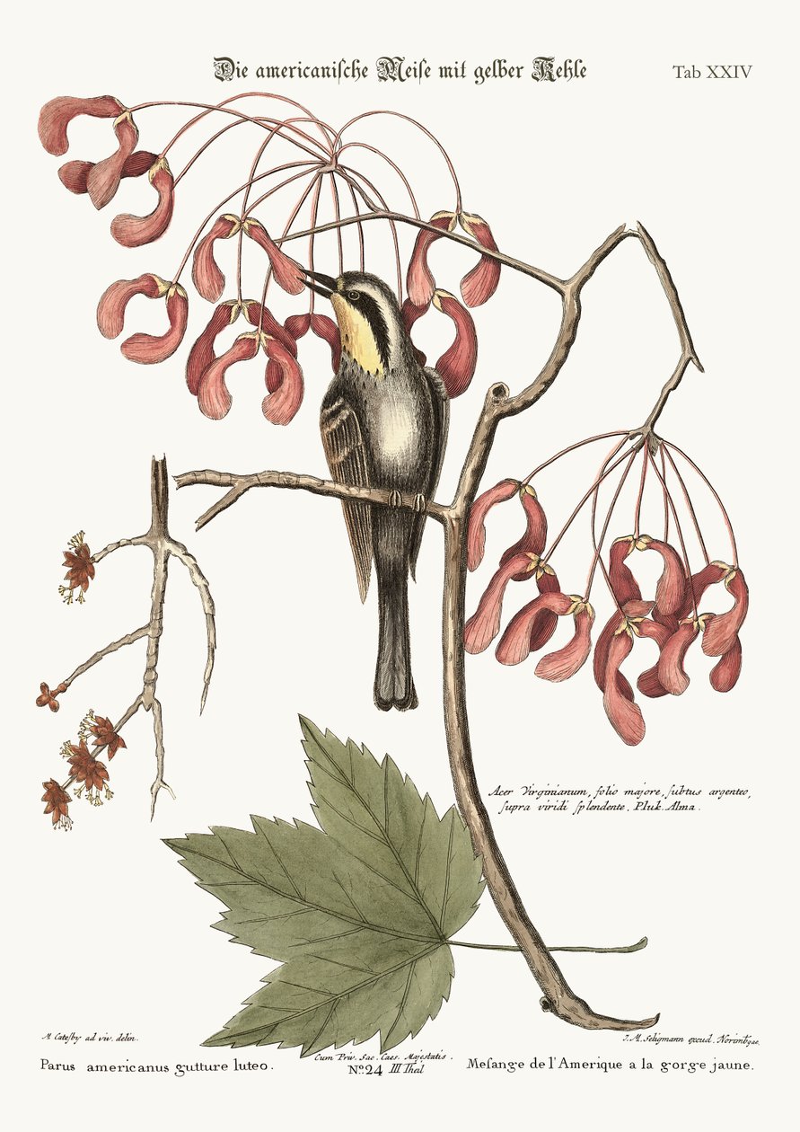 O Creeper de garganta amarela, 1749-73 de Mark Catesby