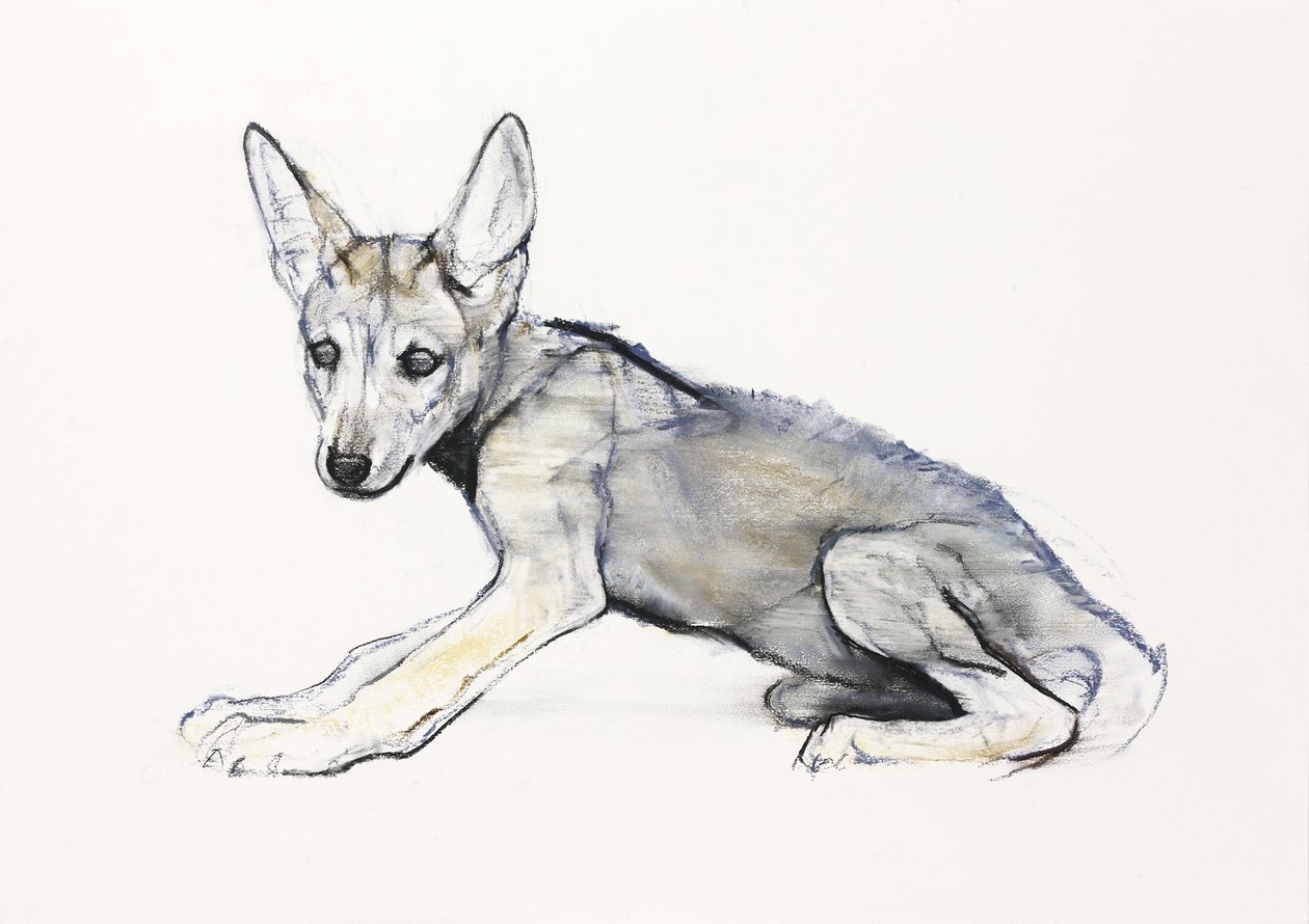 Filhote de Lobo Árabe Adolescente, 2009 (conte und charcoal on paper) de Mark Adlington