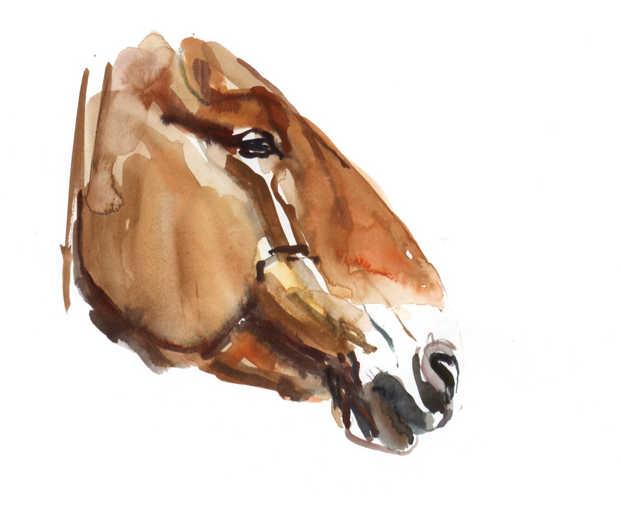 Cabeça antiga (Przewalski) 2012, (aguarela sobre papel) de Mark Adlington