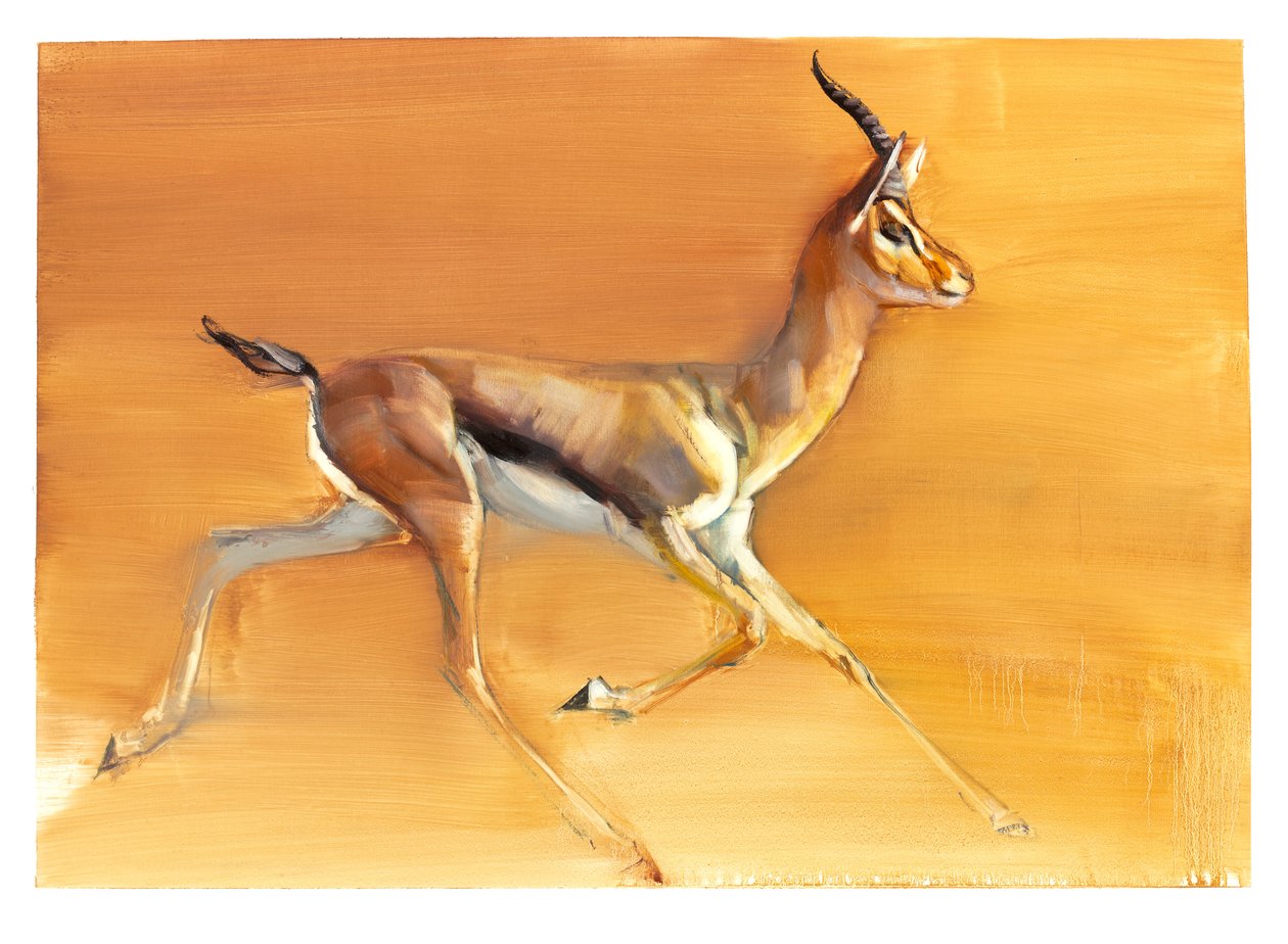 Gazela Árabe, 2010 (óleo sobre papel) de Mark Adlington