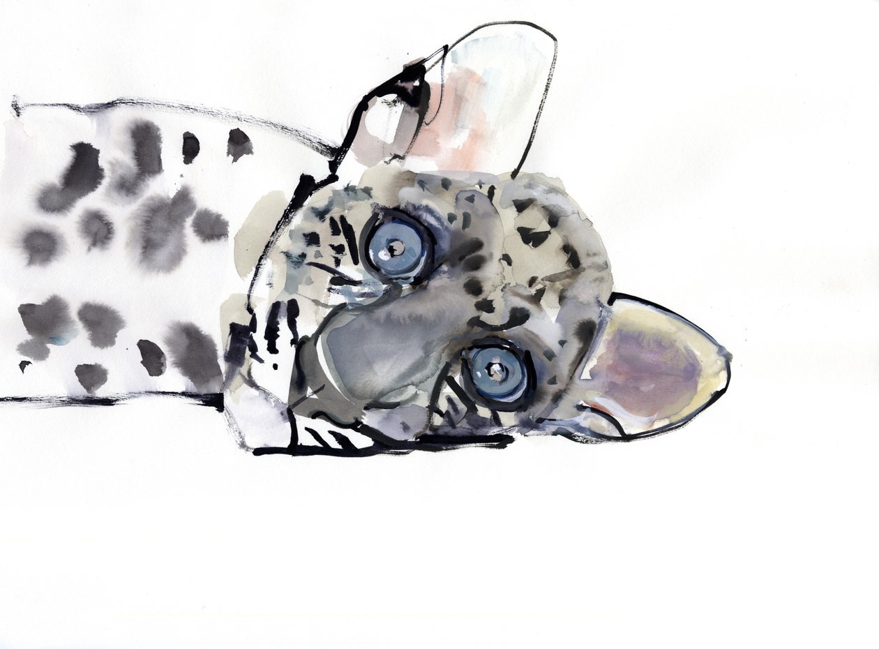 Leopardo Árabe, 2008 de Mark Adlington