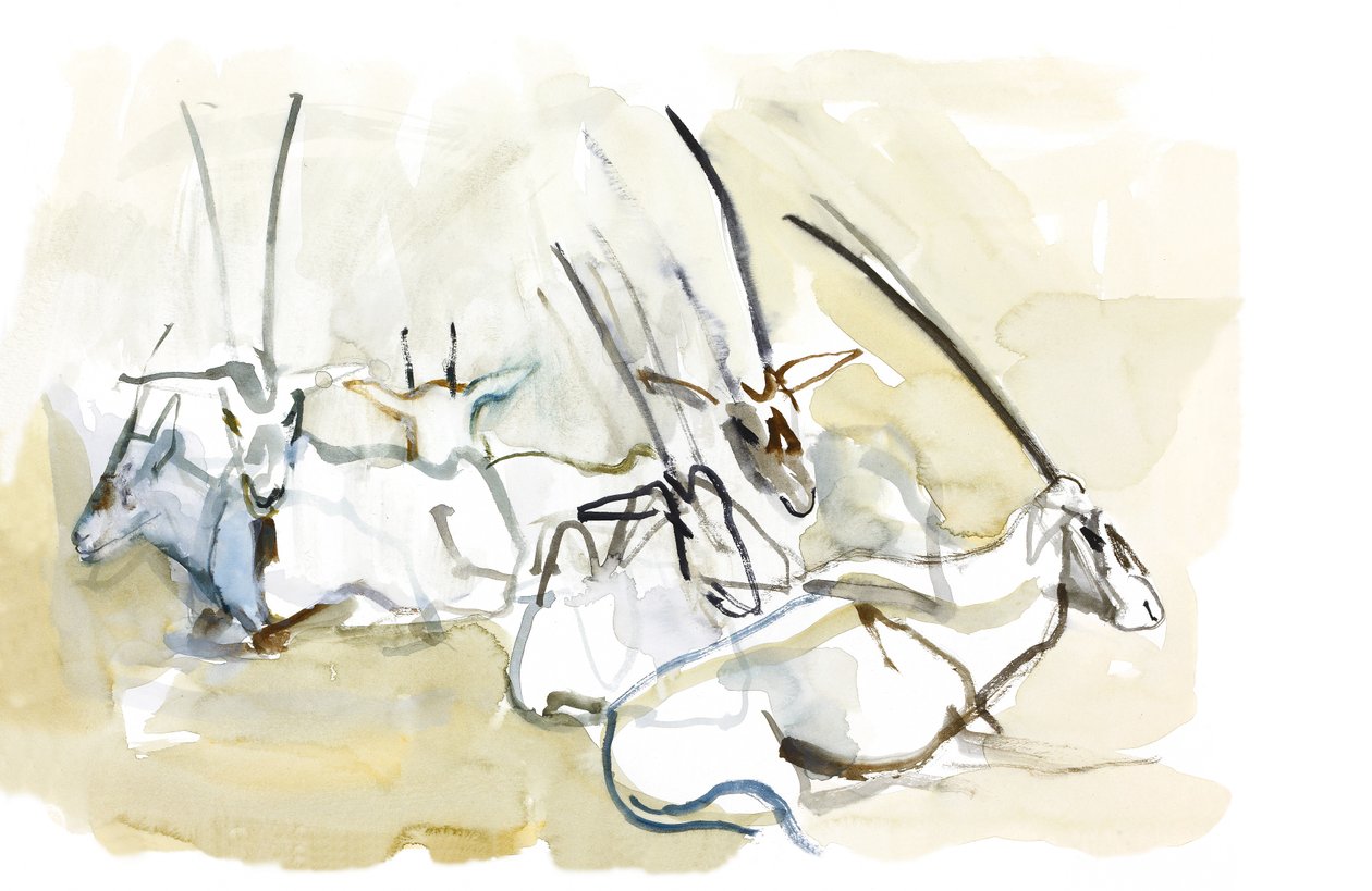 Oryx Árabe, 2010 (óleo sobre papel) de Mark Adlington