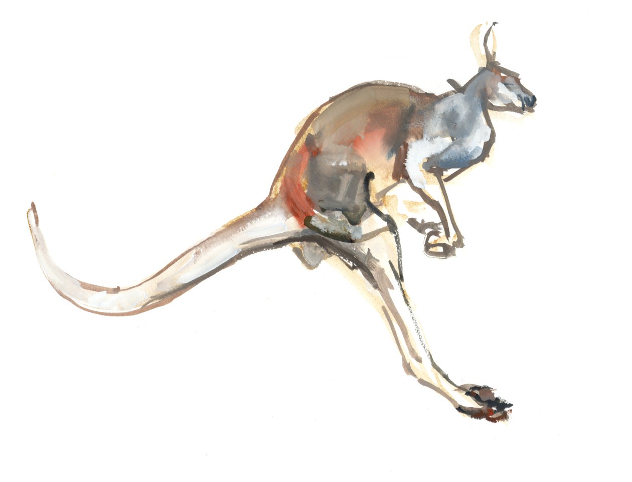 Boing, (Canguru Vermelho), 2012, (aguarela e pigmento sobre papel) de Mark Adlington