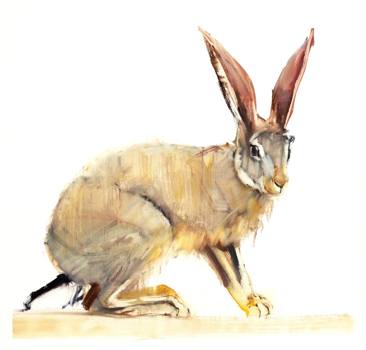 Cape Hare, 2010 (óleo sobre papel) de Mark Adlington