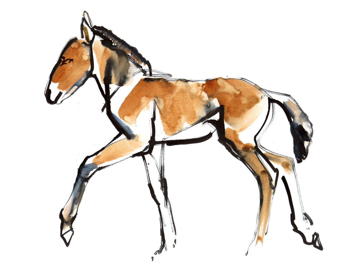 Colt (Przewalski), 2013 (sennelier Ink, aguarela e guache) de Mark Adlington