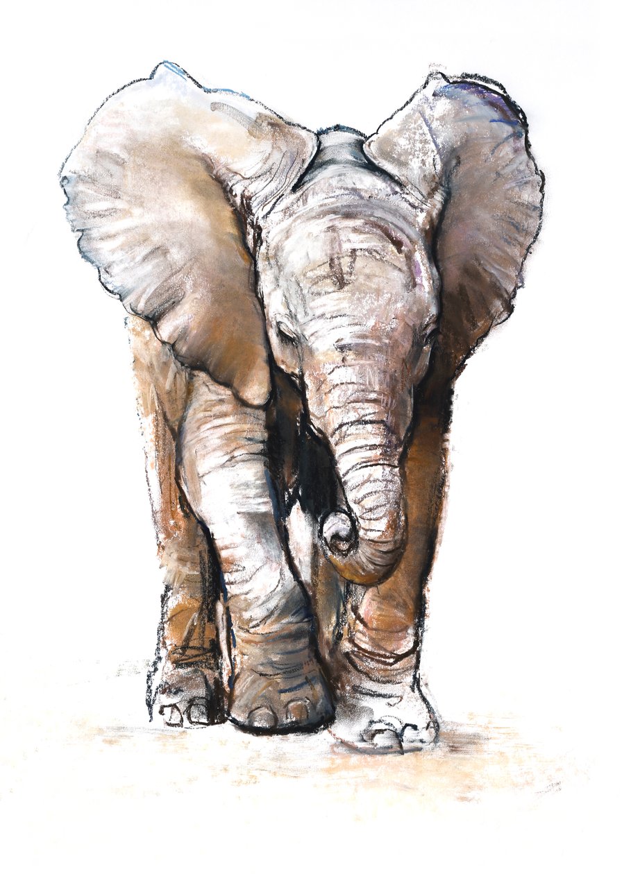 Concentração (elefante bebé), 2018 de Mark Adlington